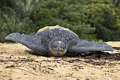 Leatherback turtle (Dermochelys coriacea) female returning to the sea after laying, Remire-Montjoly, French Guiana