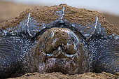 Portrait of Leatherback turtle (Dermochelys coriacea) female on beach, Remire-Montjoly, French Guiana