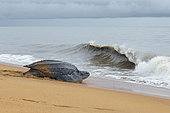 Leatherback turtle (Dermochelys coriacea) female returning to the sea after laying eggs, Remire-Montjoly, French Guiana