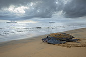 Leatherback turtle (Dermochelys coriacea) female returning to the sea after laying eggs, Remire-Montjoly, French Guiana
