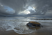 Leatherback turtle (Dermochelys coriacea) female returning to the sea after laying eggs, Remire-Montjoly, French Guiana