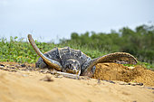 Leatherback turtle (Dermochelys coriacea) covering its nest after laying eggs, Remire-Montjoly, French Guiana