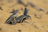 Emergence of young leatherback turtles (Dermochelys coriacea) in the sand, Remire Montjoly, French Guiana