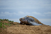 Leatherback turtle (Dermochelys coriacea) climbing the beach to lay eggs, Remire-Montjoly, French Guiana