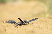 Emergence of young leatherback turtles (Dermochelys coriacea) in the sand, Remire Montjoly, French Guiana