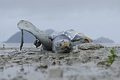 Leatherback turtle (Dermochelys coriacea) silted up, Remire-Montjoly, French Guiana