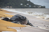 Leatherback turtle (Dermochelys coriacea) female returning to the sea after laying eggs, Remire-Montjoly, French Guiana