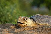 Portrait of Olive Ridley Turtle (Lepidochelys olivacea) laying eggs, Remire-Montjoly, French Guiana