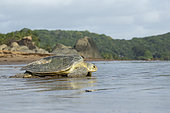 Green turtle (Chelonia mydas) returning to the sea after laying, Remire-Montjoly, French Guiana