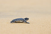 Emergence of young green turtle (Chelonia mydas) in the sand, Remire Montjoly, French Guiana