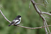 Pied Flycatcher (Ficedula hypoleuca) male on a branch, France