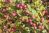 Diel's Cotoneaster, Cotoneaster dielsianus, fruits
