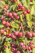 Diel's Cotoneaster, Cotoneaster dielsianus, fruits