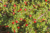 CreepingCotoneaster, Cotoneaster procumbens 'Streibs Findling', fruit
