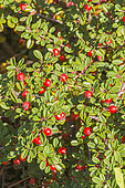 CreepingCotoneaster, Cotoneaster procumbens 'Streibs Findling', fruit