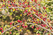 Cotoneaster veitchii, fruit