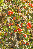 Cotoneaster fastigiatus, fruit