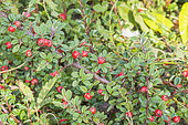 Cotoneaster lidjiangensis, fruits