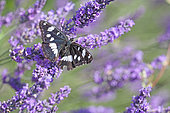 Southern White Admiral (Limenitis reducta) in a field of flowering lavender in Gréoux-les-Bains in early summer, in the Parc Naturel Régional du Verdon.