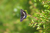Southern White Admiral (Limenitis reducta) on a leaf, in the Réserve Ornithologique du Teich in April, on the Bassin d'Arcachon in Gironde. France
