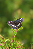 Southern White Admiral (Limenitis reducta) on a leaf, in the Réserve Ornithologique du Teich in April, on the Bassin d'Arcachon in Gironde. France