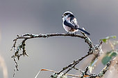 Long-tailed tit (Aegithalos caudatus europaeus) on a branch in a bush at the edge of the Bellefontaine pond in winter, near Champigneulles, Lorraine, France