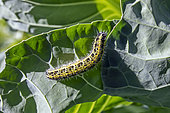 Cabbage worm (Pieris brassicae), Caterpillar on a cabbage leaf in spring, Country garden near Sanary, Var, France