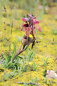 Scarce Serapias (Serapias neglecta) in spring bloom, Detail of spring flowers, Plaine des Maures National Nature Reserve, Environs des Mayons, Var, France