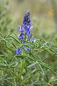 Narrow-leaved lupine (Lupinus angustifolius), detail of flowers in spring, Plaine des Maures National Nature Reserve, Environs des Mayons, Var, France