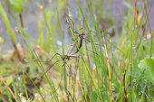 Crane fly (Tipula sp), mating in the grass in spring, Plaine des Maures National Nature Reserve, Environs des Mayons, Var, France