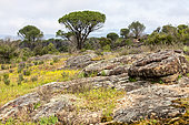 Plaine des Maures landscape with sandstone slabs outcropping between pine trees in spring, Plaine des Maures National Nature Reserve, Environs des Mayons, Var, France