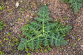 Villous deadly carrot (Thapsia villosa) at ground level, first plant development in spring, Plaine des Maures National Nature Reserve, Environs des Mayons, Var, France