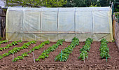Potato cultivation and plastic greenhouse, Allonnes, Sarthe, France