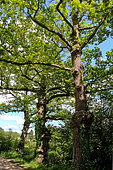 Line of oak trees beside a country road, Sarthe, France
