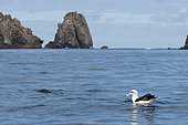 Shy albatross (Thalassarche cauta) swimming in the waters of the Snares Islands