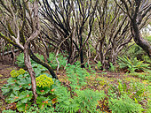 Ferns and megaherbs (Azorella polaris) at the foot of trees (Metrosideros umbellata) on Enderby Island in the Auckland archipelago.