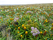 Subantarctic heath with Bulbinella rossi (yellow) and Anisotome latifolia (pink) on Enderby Island in the Auckland Archipelago