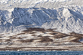 Colony of Adélie penguins (Pygoscelis adeliae) on snow-covered Cape Bird on Ross Island, Ross Sea, Antarctica
