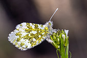 Adult female and egg of the Orange tip butterfly (Anthocharis cardamines) on a Bittercress plant (Cardamine sp). Forcalquier, Alpes-de-Haute-Provence, France