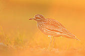 Stone-curlew (Burhinus oedicnemus) adult in a field at sunset in Normandy, France