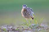 Stone Curlew (Burhinus oedicnemus) adult foraging in an uncultivated field at dusk in Normandy, France.