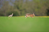 Stone-Curlew (Burhinus oedicnemus) and European hare (Lepus europaeus) in a field of peas on the Caen plain, Calvados, Normandy, France
