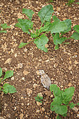Stone-curlew (Burhinus oedicnemus) chick in a beet field in Normandy, France