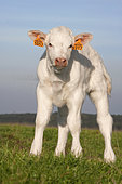 Charolais calfl on pasture, France