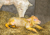 A Charolais cow has just calved in the fresh straw, licking her newborn calf. France