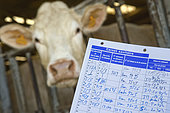 Charolais cattle breeding. Cattle breeding health booklet for animal traceability and inventory. France