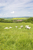 Herd of Charolais cattle, cows and calves in a tall-grass meadow, Lorraine landscape, village and its church surrounded by tile-roofed houses on the edge of the forest. France