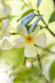 Yellow star jasmine (Trachelospermum asiaticum) flower