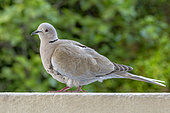 Collared dove (Streptopelia decaocto) sitting on a balcony rail, Marseille, Bouches-du-Rhone, France