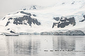 Orca pod (Orcinus orca) swimming near the coastal glaciers in the Gerlache Strait, Antarctic Peninsula.